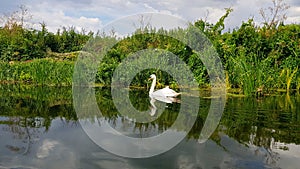 Swan on the Taunton and Bridgwater Canal photo